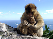 Barbary Macaque monkeys (Macaca sylvanus L ) father groming son